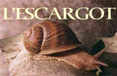 2 de tens' l'escargot des bois !!!!!!